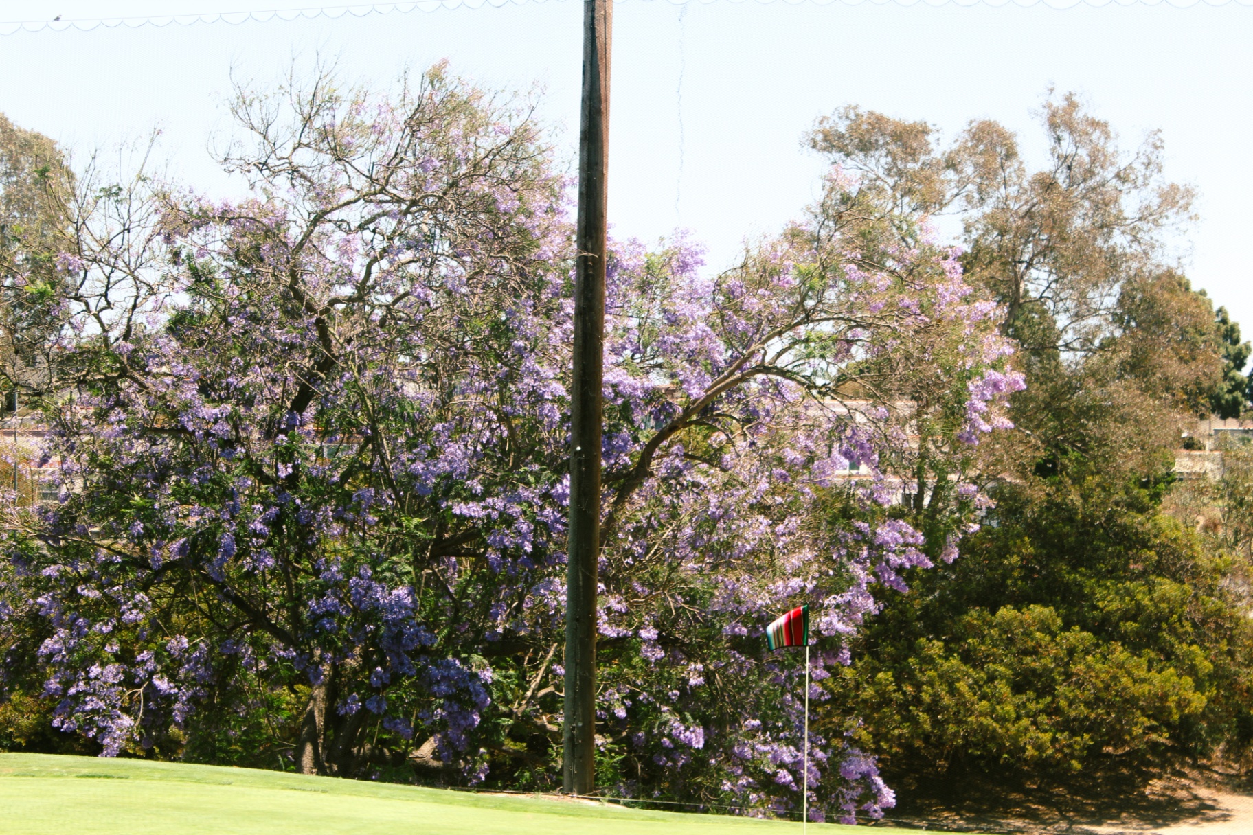 Jacaranda tree in bloom behind a green with a serape flag at Emerald Isle